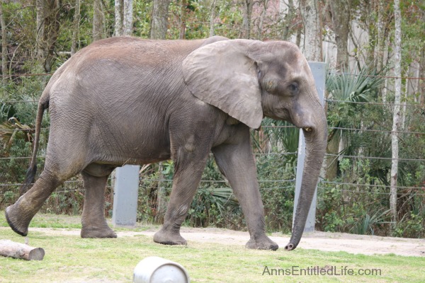 The Jacksonville Zoo