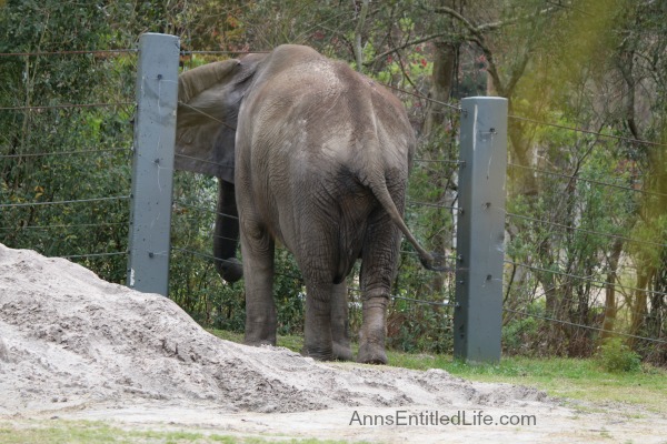 The Jacksonville Zoo