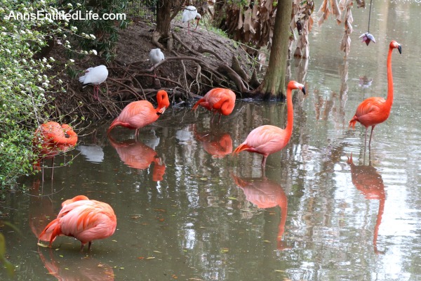 The Jacksonville Zoo