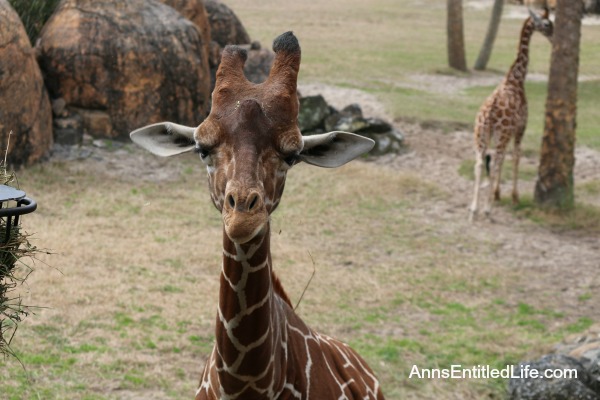 The Jacksonville Zoo