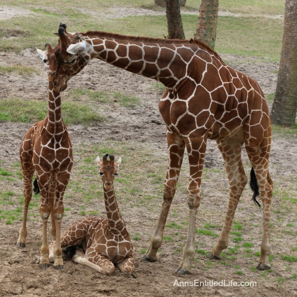 The Jacksonville Zoo