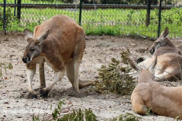 The Jacksonville Zoo