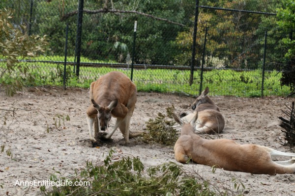 The Jacksonville Zoo