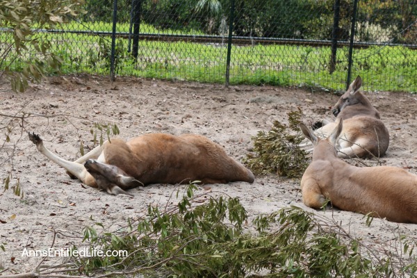 The Jacksonville Zoo