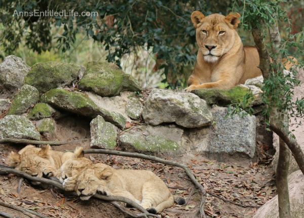 The Jacksonville Zoo