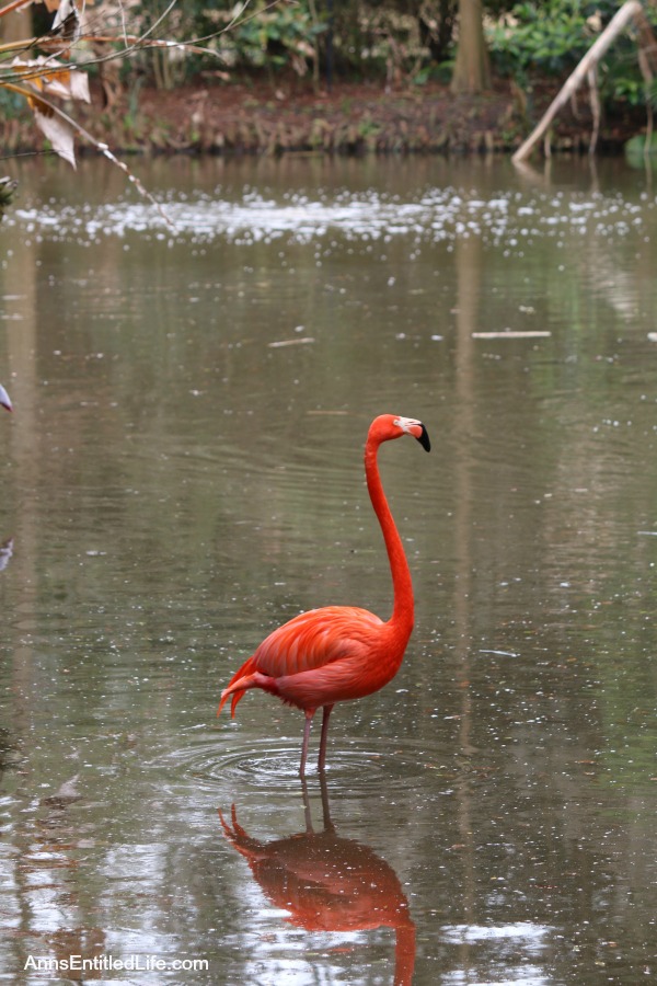 The Jacksonville Zoo