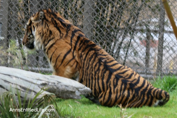 The Jacksonville Zoo