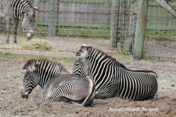 The Jacksonville Zoo