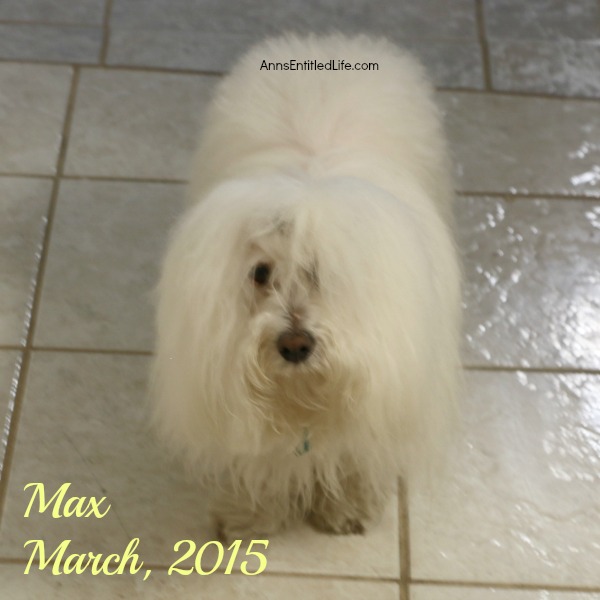An Update on Mr Max, March 2015