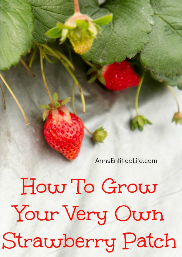 How To Grow Your Very Own Strawberry Patch