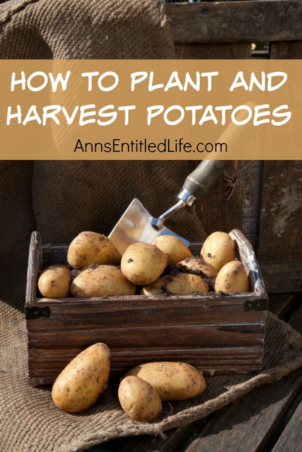 How to Plant and Harvest Potatoes. The potato is the world's fourth-largest food crop (maize, wheat and rice are the top three). The potato is a good source of vitamin C, potassium and B6. Interested in growing potatoes? These tips will help you grow a bumper crop of your favorite tuber.