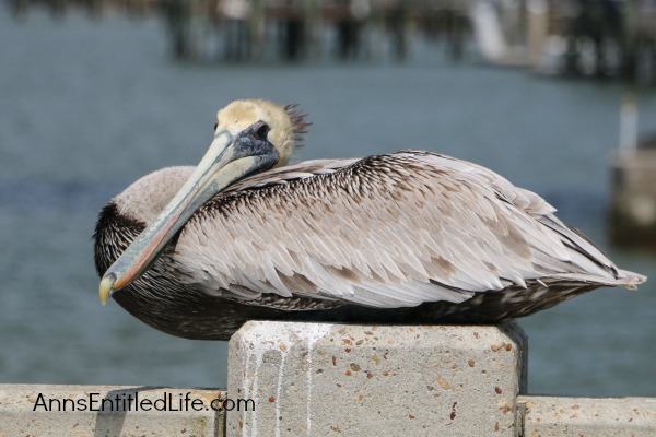 Vilano Beach Pier