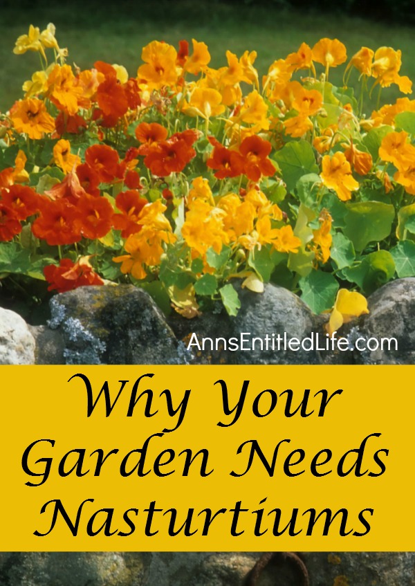 Why Your Garden Needs Nasturtiums. Check out the many benefits on why your garden and containers can benefit from planting and growing nasturtiums this gardening season!