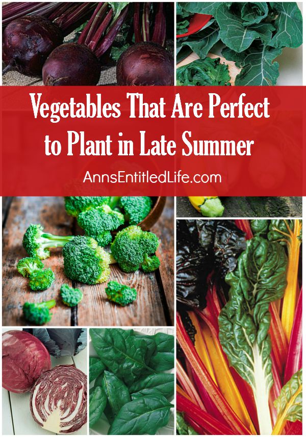 Vegetables That Are Perfect to Plant in Late Summer; the long dog days of summer are here as the days are hotter and the sun sets late into the night. Any cool season vegetable you had in your garden are at the end of their days and warm season veggies are still going strong. Now it is time to grow vegetables that are perfect to plant in late summer for the fall.