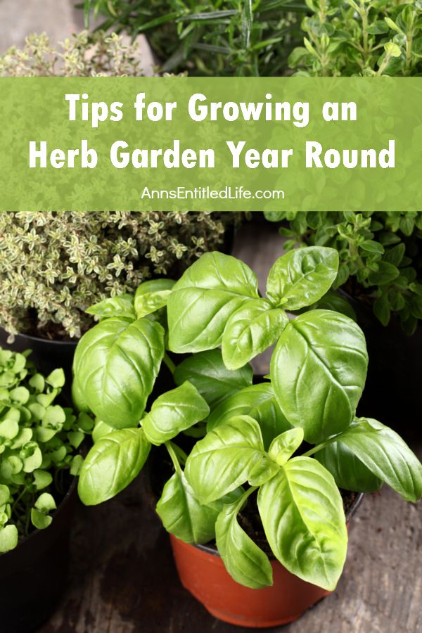 Tips for Growing an Herb Garden Year Round. Fresh herbs lend so many flavors to your foods, and these tips for growing an herb garden year round are perfect for making that a possibility any time. Herbs are one of the easiest things we can grow at home.  Not only are herbs easy to tend to, they are great for more than just seasoning food.  Their fragrances are perfect for aromatherapy and in some instances perfect for getting rid of pesky bugs and critters from around your home. 