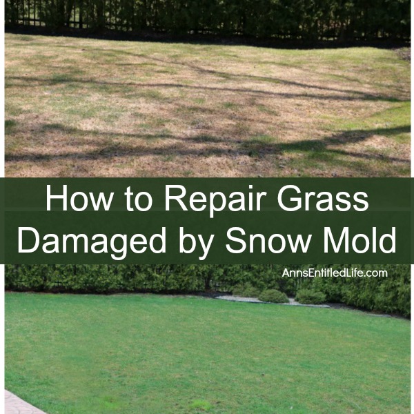 How to Repair Grass Damaged by Snow Mold. How to fix the snow mold damage to your lawn left at the end of winter. Snow mold or snow rot treatment and snow mold repair. Snow mold is a fungus that can severely damage your lawn. This easy repair tip can help repair the damage to your lawn cause by snow mold.