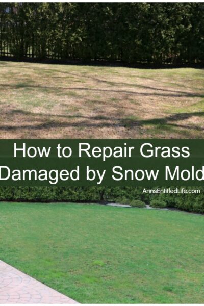 How to Repair Grass Damaged by Snow Mold. How to fix the snow mold damage to your lawn left at the end of winter. Snow mold or snow rot treatment and snow mold repair. Snow mold is a fungus that can severely damage your lawn. This easy repair tip can help repair the damage to your lawn cause by snow mold.