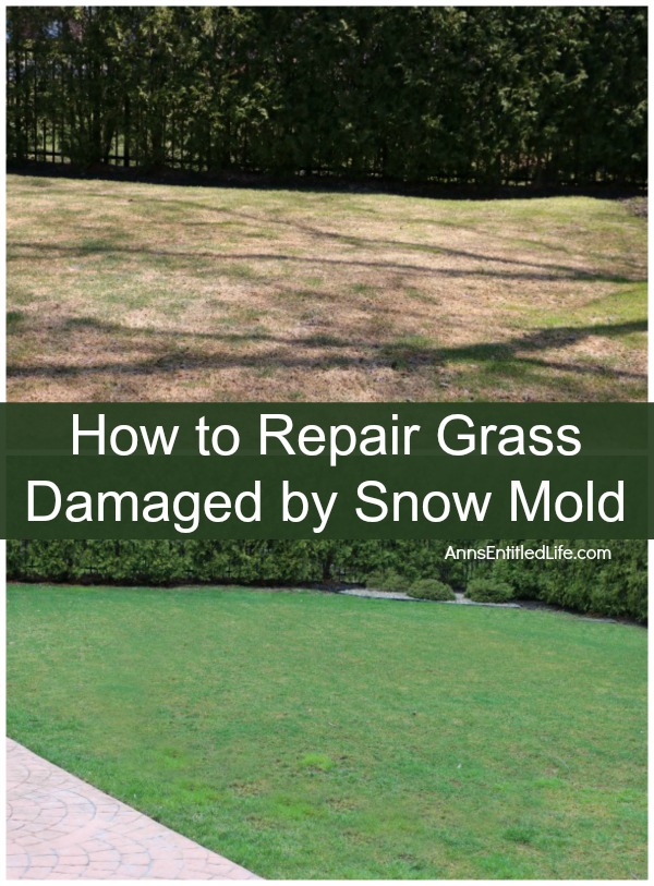 split image: top image if over a grass infested with snow mold, the bottom image is of healthy green grass