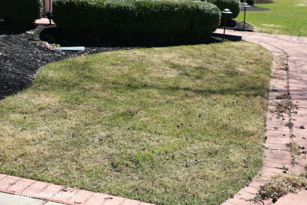 How to Repair Grass Damaged by Snow Mold. How to fix the snow mold damage to your lawn left at the end of winter. Snow mold or snow rot treatment and snow mold repair. Snow mold is a fungus that can severely damage your lawn. This easy repair tip can help repair the damage to your lawn cause by snow mold.