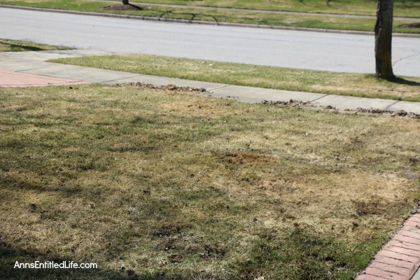 How to Repair Grass Damaged by Snow Mold. How to fix the snow mold damage to your lawn left at the end of winter. Snow mold or snow rot treatment and snow mold repair. Snow mold is a fungus that can severely damage your lawn. This easy repair tip can help repair the damage to your lawn cause by snow mold.