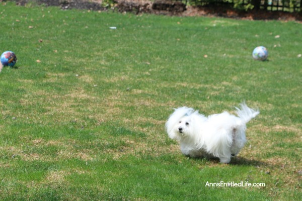 How to Repair Grass Damaged by Snow Mold. How to fix the snow mold damage to your lawn left at the end of winter. Snow mold or snow rot treatment and snow mold repair. Snow mold is a fungus that can severely damage your lawn. This easy repair tip can help repair the damage to your lawn cause by snow mold.