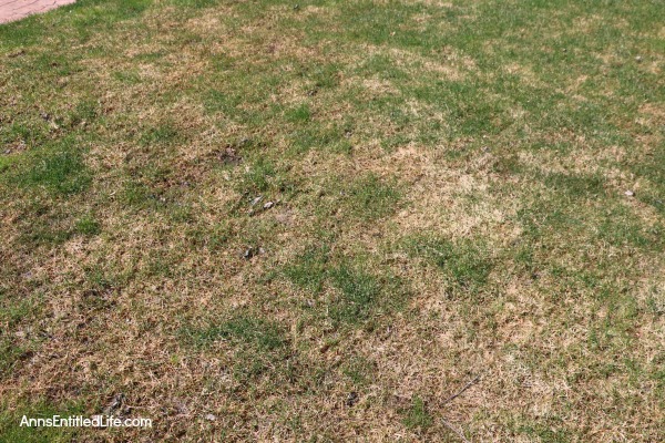 How to Repair Grass Damaged by Snow Mold. How to fix the snow mold damage to your lawn left at the end of winter. Snow mold or snow rot treatment and snow mold repair. Snow mold is a fungus that can severely damage your lawn. This easy repair tip can help repair the damage to your lawn cause by snow mold.