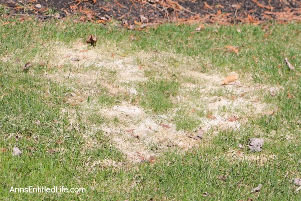 How to Repair Grass Damaged by Snow Mold. How to fix the snow mold damage to your lawn left at the end of winter. Snow mold or snow rot treatment and snow mold repair. Snow mold is a fungus that can severely damage your lawn. This easy repair tip can help repair the damage to your lawn cause by snow mold.