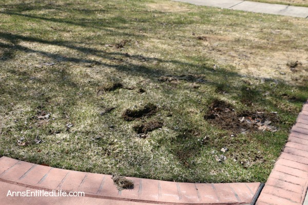 How to Repair Grass Damaged by Snow Mold. How to fix the snow mold damage to your lawn left at the end of winter. Snow mold or snow rot treatment and snow mold repair. Snow mold is a fungus that can severely damage your lawn. This easy repair tip can help repair the damage to your lawn cause by snow mold.