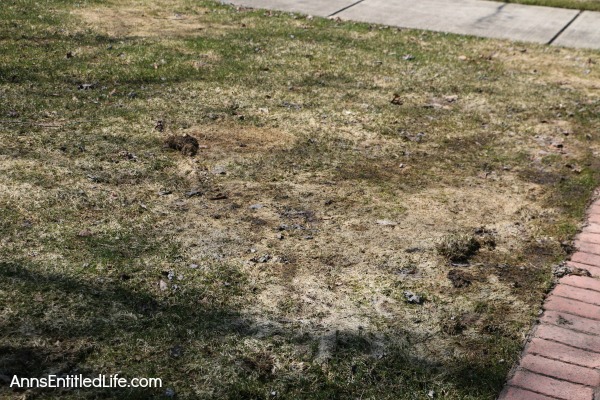 How to Repair Grass Damaged by Snow Mold. How to fix the snow mold damage to your lawn left at the end of winter. Snow mold or snow rot treatment and snow mold repair. Snow mold is a fungus that can severely damage your lawn. This easy repair tip can help repair the damage to your lawn cause by snow mold.