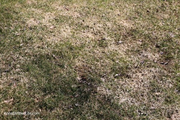 How to Repair Grass Damaged by Snow Mold. How to fix the snow mold damage to your lawn left at the end of winter. Snow mold or snow rot treatment and snow mold repair. Snow mold is a fungus that can severely damage your lawn. This easy repair tip can help repair the damage to your lawn cause by snow mold.