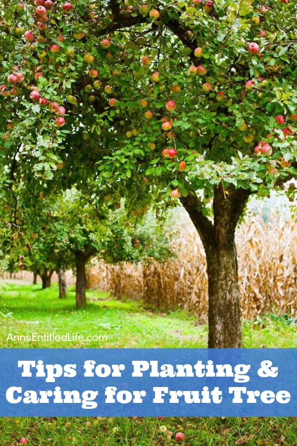 A grove of fruit trees