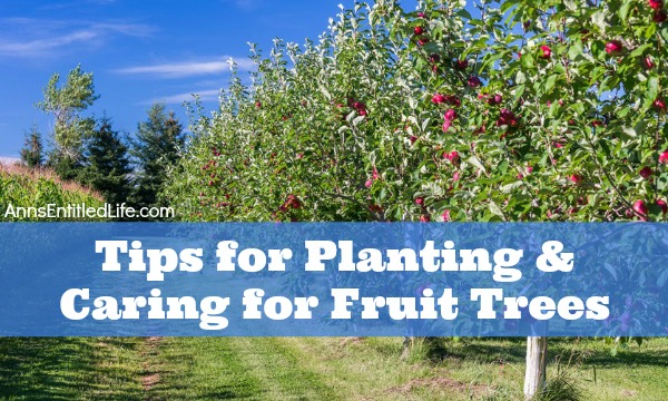 tips-for-planting-and-caring-for-fruit-trees