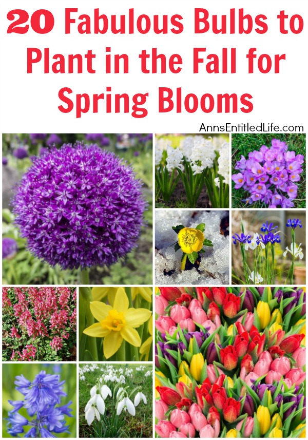 A collage of spring flowers grown from bulbs