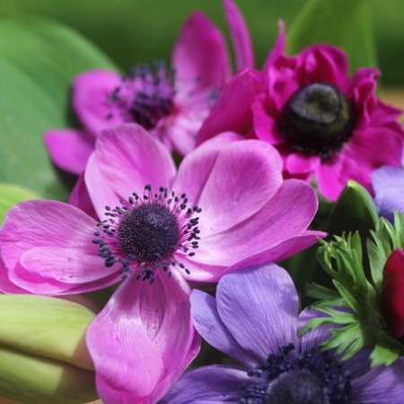 Anemones