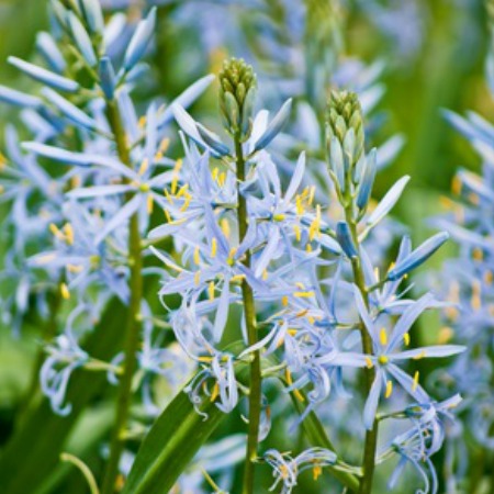 Camassia