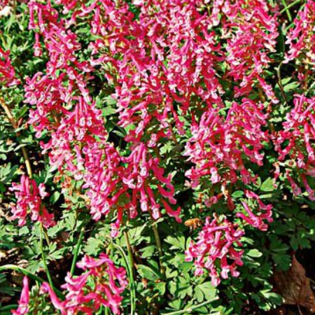 Corydalis