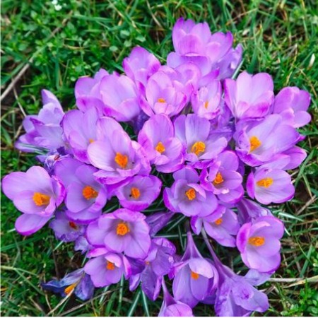 Crocus