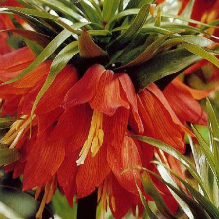 Fritillaria