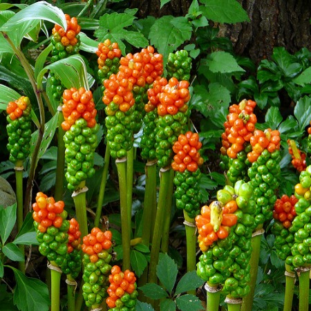 Orange Candleflower