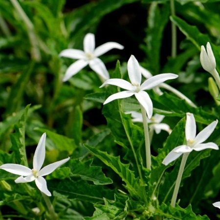 Star of Bethlehem