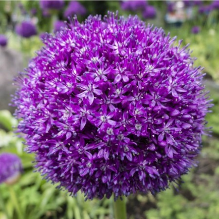 Allium.