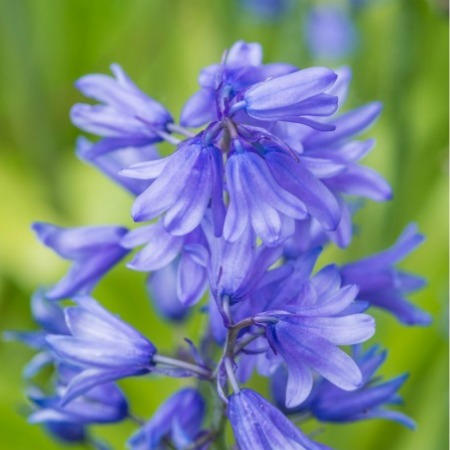 Bluebells