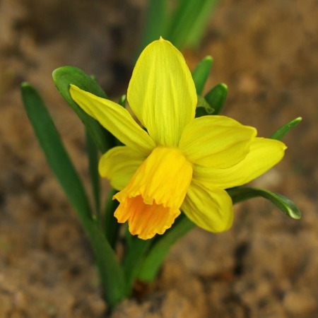 Daffodils