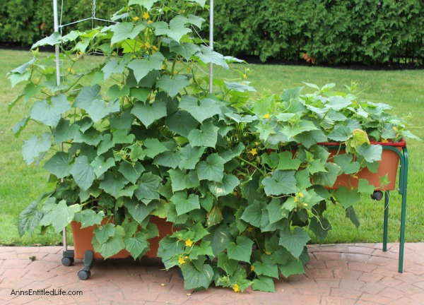 Invasion of the Cucumbers. It is time for a mid-summer gardening update!