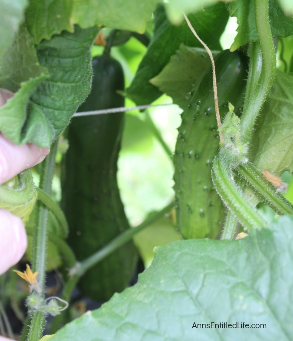 Invasion of the Cucumbers. It is time for a mid-summer gardening update!