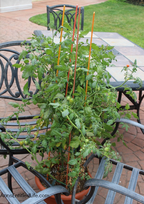 Invasion of the Cucumbers. It is time for a mid-summer gardening update!