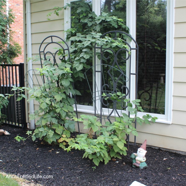 Invasion of the Cucumbers. It is time for a mid-summer gardening update!