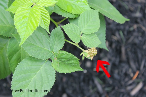 Invasion of the Cucumbers. It is time for a mid-summer gardening update!