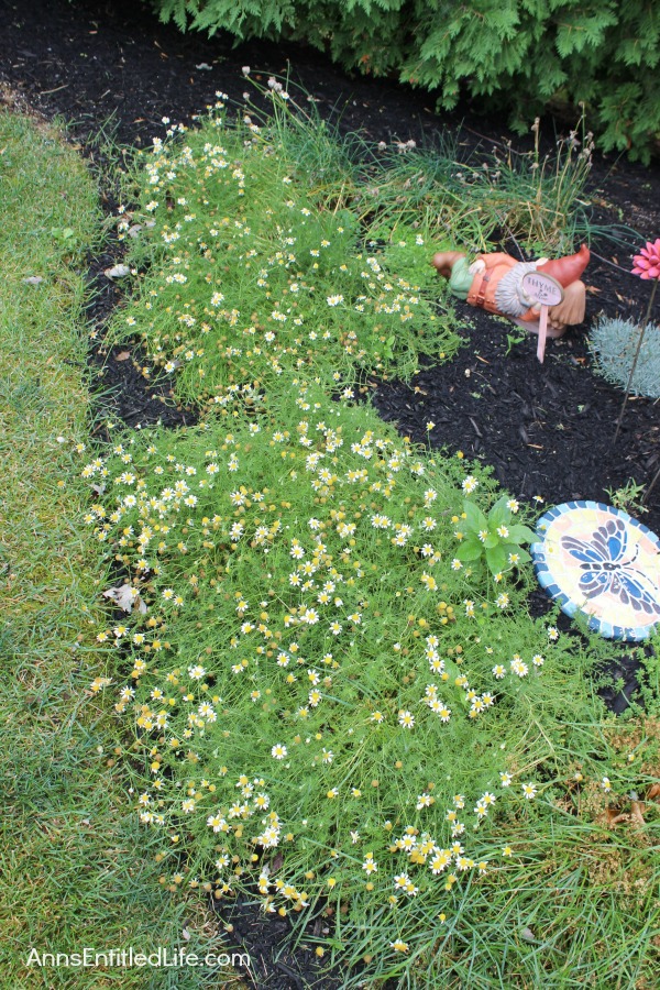 Invasion of the Cucumbers. It is time for a mid-summer gardening update!