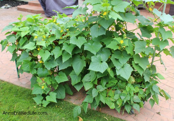 Invasion of the Cucumbers. It is time for a mid-summer gardening update!